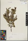 Foto von Salix hastata L.